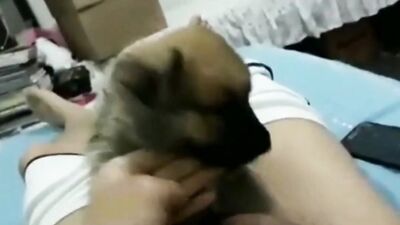 Dog girl porn: zoophile girl dog licking pussy