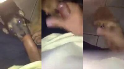 1 girl 5 dog: rocco animal trainer porno