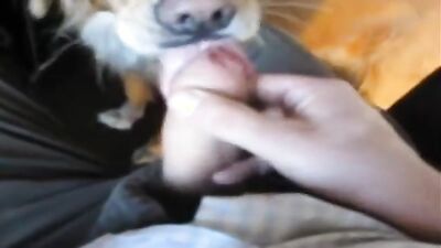Dog porn: dog family porn