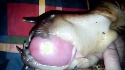 Bestiality horse: alone sex dogs