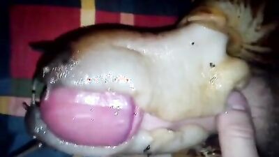Bestiality horse: alone sex dogs