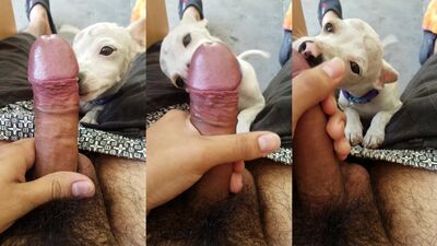 Zoophilia: dogs piss porn