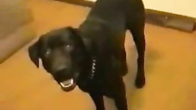 Dog porn: sex bdsm zoo