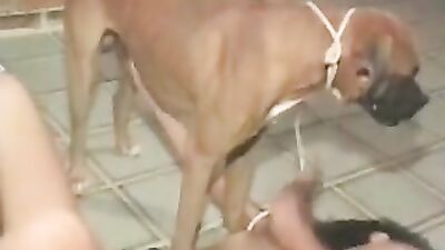 Dog sex girl: porn zoophilia