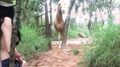 New zoo porn: ankha animal crossing porn video
