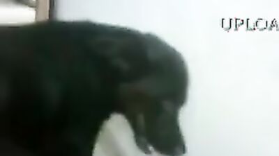 Dog sex porn: ungewollt bestiality sex