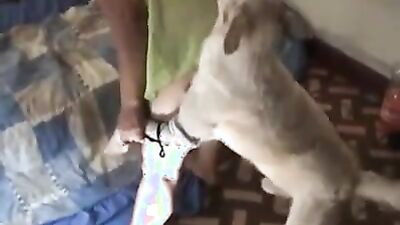 Bestiality porn: porn dog rule34
