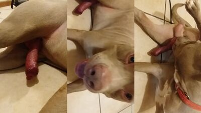 Zoo dog sex: animal fuck porn