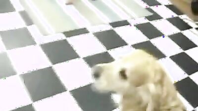 Art of zoo porn: beeg dog sex
