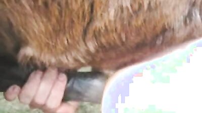 Zoo sex video: pig bestiality manga