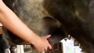 Dogs having sex: vixen art of zoo