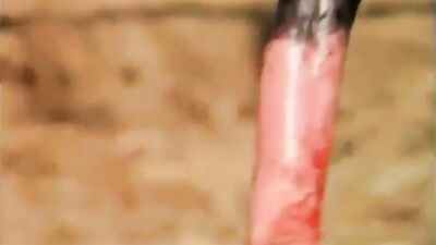 Girl playing dog: zoo big video