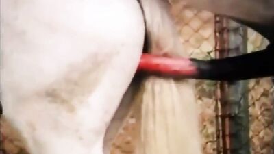 Girl playing dog: zoo big video