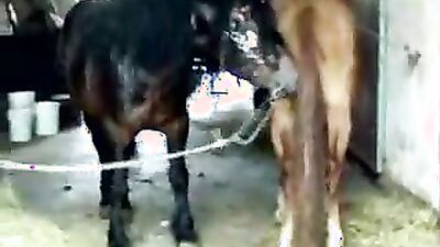 Bestiality porn: sex animal dog creampies eating lesbian girls