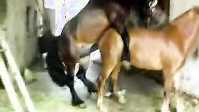 Bestiality porn: sex animal dog creampies eating lesbian girls