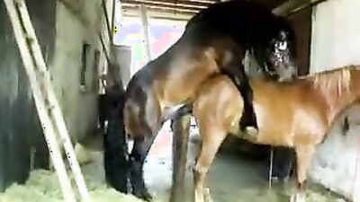 Bestiality porn: sex animal dog creampies eating lesbian girls
