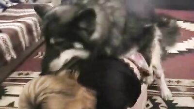 Bestiality sex: animal porn x