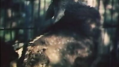 Zoo porn video: zoo porn full videos