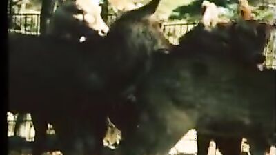 Zoo porn video: zoo porn full videos