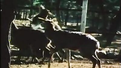 Zoo porn video: zoo porn full videos