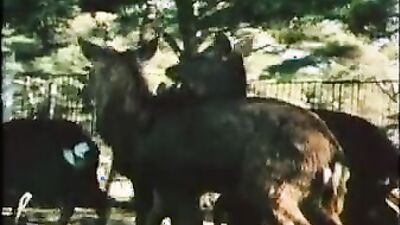 Zoo porn video: zoo porn full videos