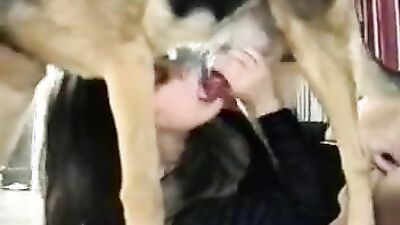 Porn comics bestiality: dog day cat nap sex