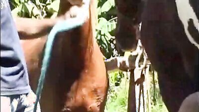 Zoo dog porn: porn turtle zoo
