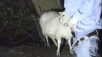 Dog porn: forced dog porn