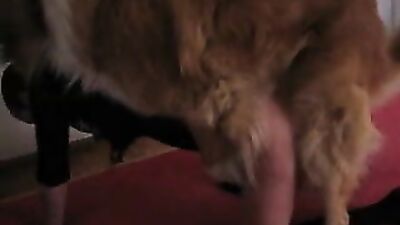 Dog girl 1: giselle animal porn