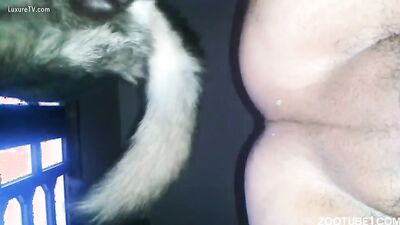 Dog girl play: men zoo video
