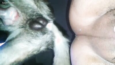Dog girl play: men zoo video