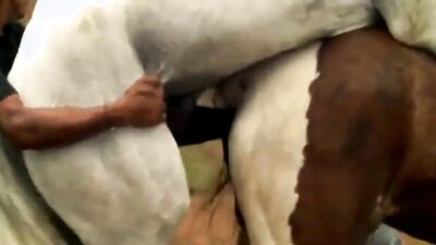 Dog sex girl: panther zoo porn