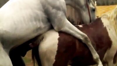 Dog sex girl: panther zoo porn