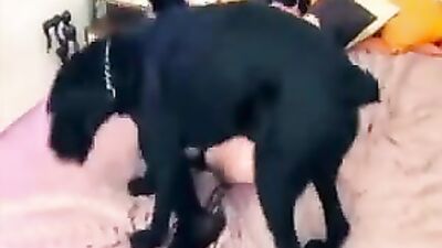 Dog fucking girl: mia zoo sex dog alison