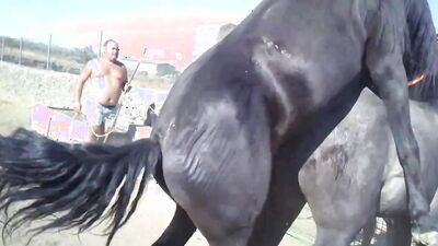 Bestiality horse: young girl webcam dog