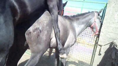 Bestiality horse: young girl webcam dog