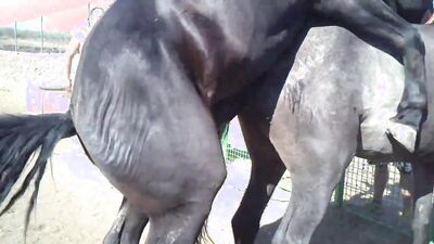 Bestiality horse: young girl webcam dog