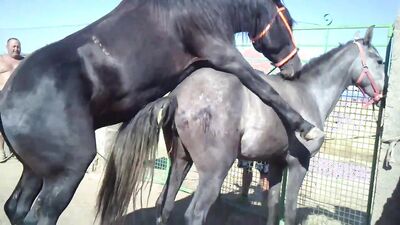 Bestiality horse: young girl webcam dog