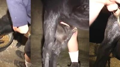 Dog teen girls: cow bestiality porn