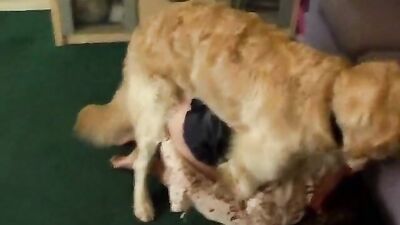 Sex animal's: dog licking teen porn