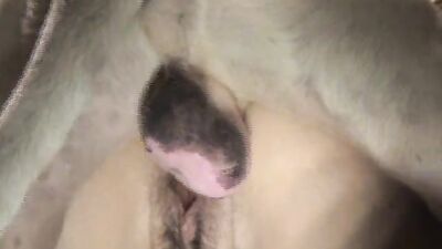 Zoo fuck porn: girl cam sex dog