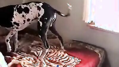 Zoo sex: best dog sex