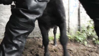 Dog fucking girl: shaved pussy on dog dick porn