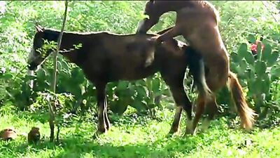 Dog sex girl: animal rape porn