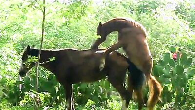 Dog sex girl: animal rape porn