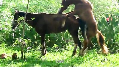 Dog sex girl: animal rape porn