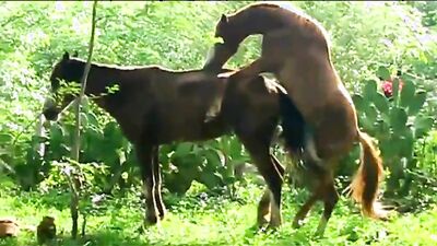 Dog sex girl: animal rape porn