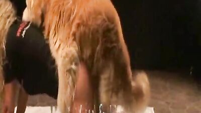 3d zoo porn: dog porn 3d vk