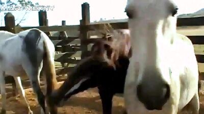 Bestiali comics: silesto zoo video