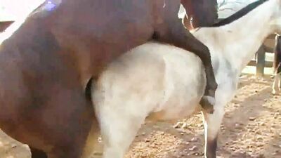 Bestiali comics: silesto zoo video
